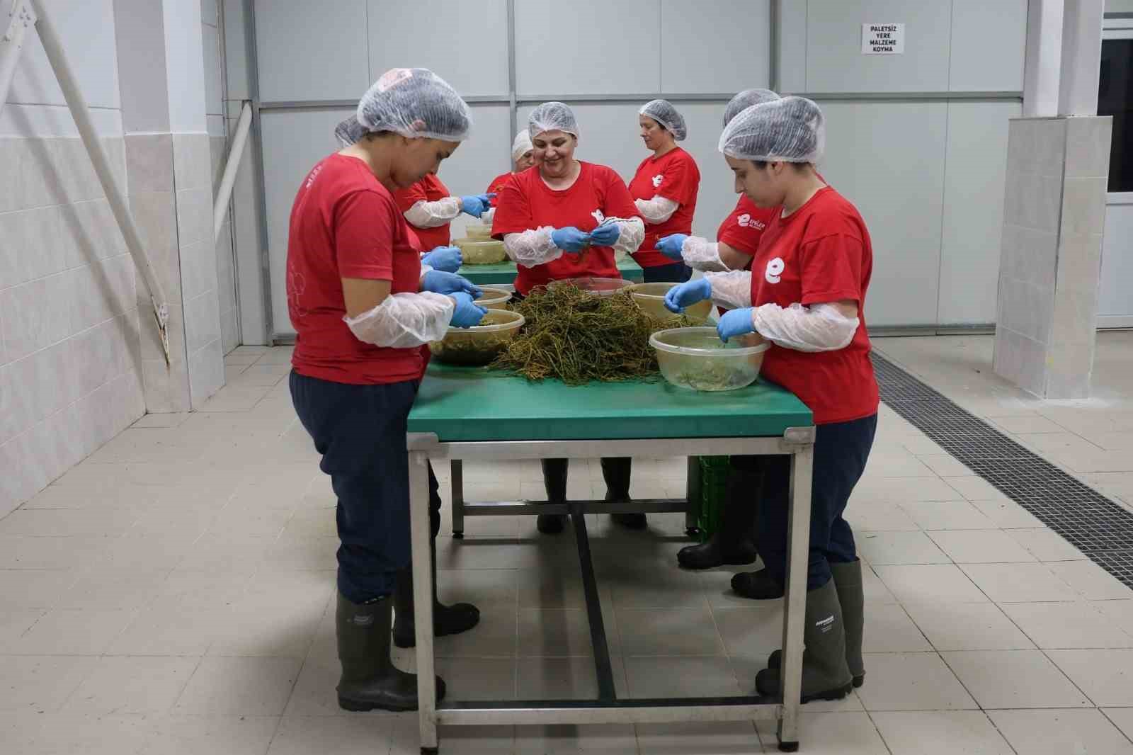 tarimsal-urun-fabrikasi-ile-kadinlar-uretiyor-efeler-kazaniyor