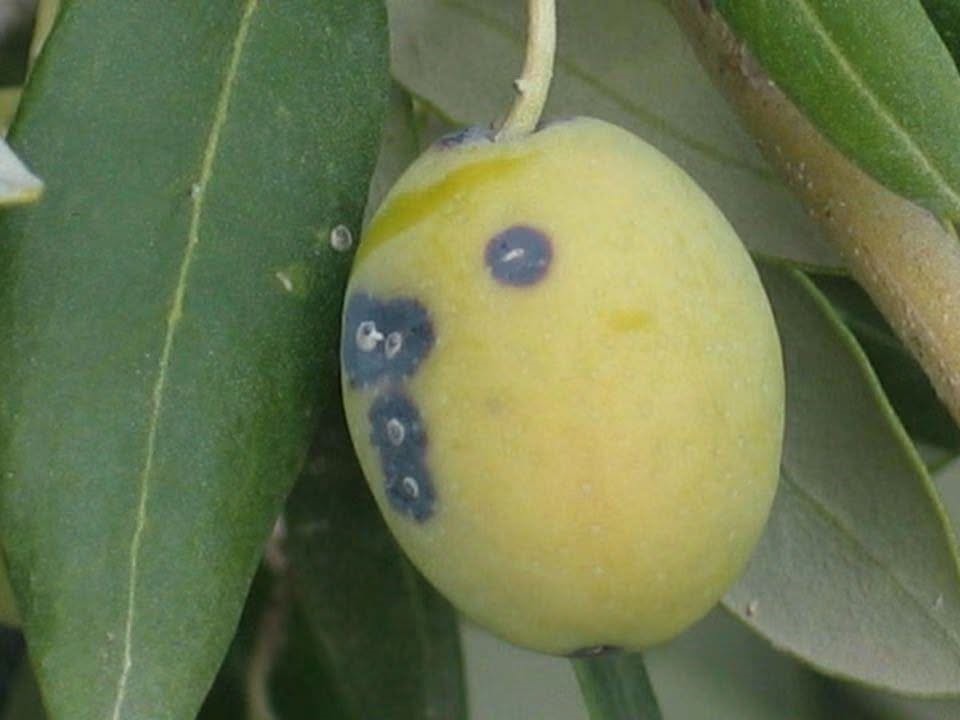 salihli-de-zeytin-ureticilerine-kritik-uyari