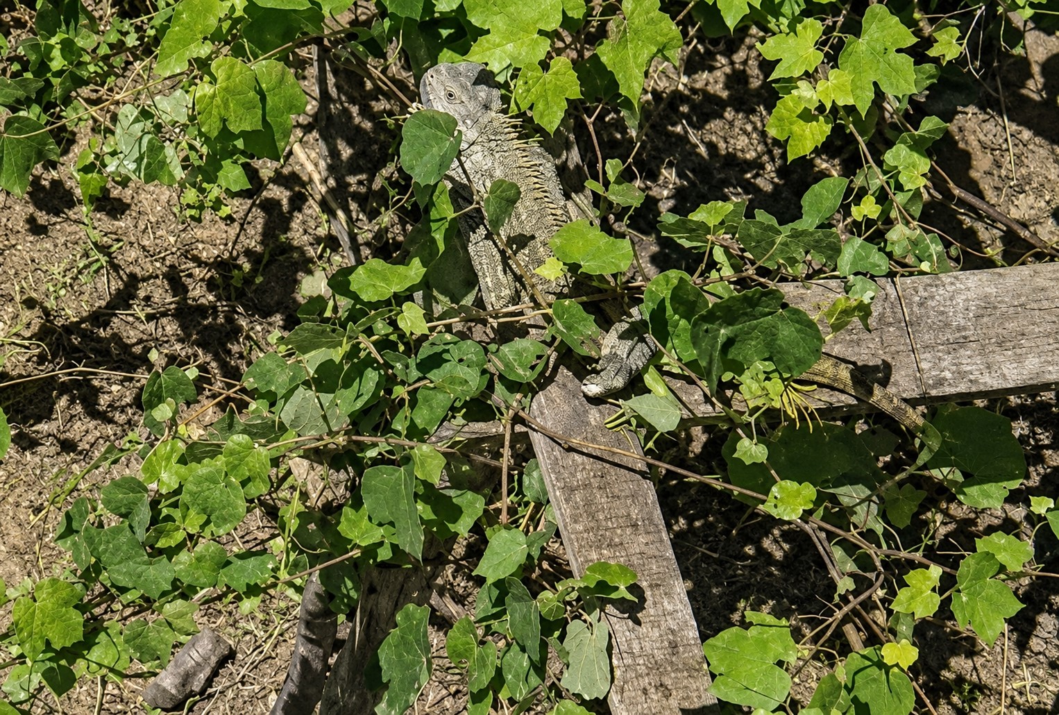 itfaiyenin-iguana-mesaisi