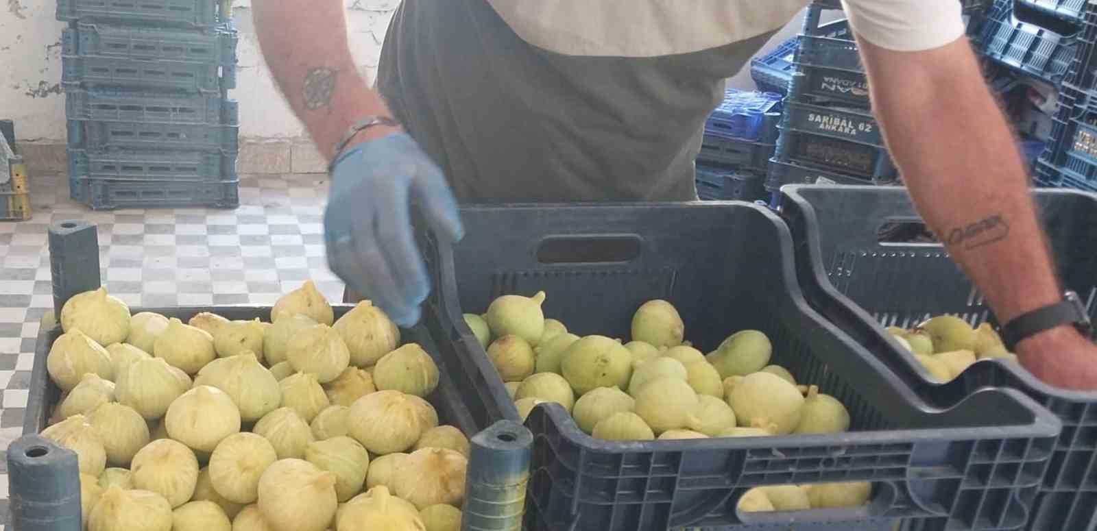 mersin-de-beyaz-incirde-yok-yili-rekoltenin-90-bin-tondan-30-bin-tona-dusmesi-bekleniyor