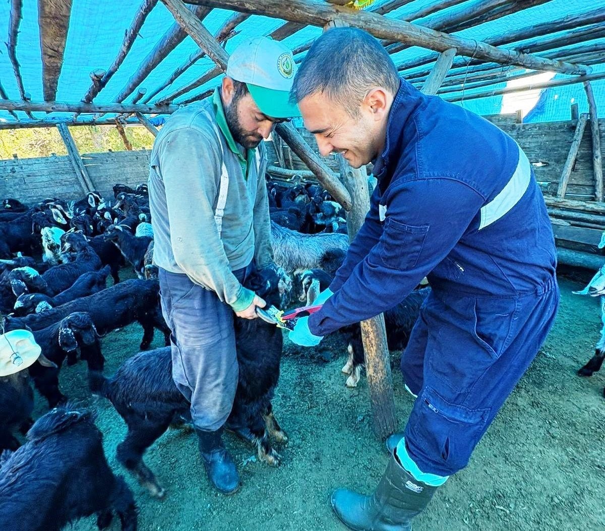 simav-da-kucukbas-hayvanlara-asilama-ve-kupeleme-calismasi