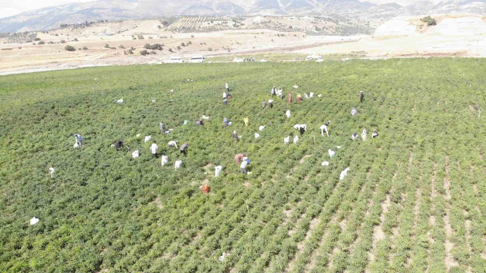 cografi-isaret-tescilli-maras-biberinde-hasat-donemi