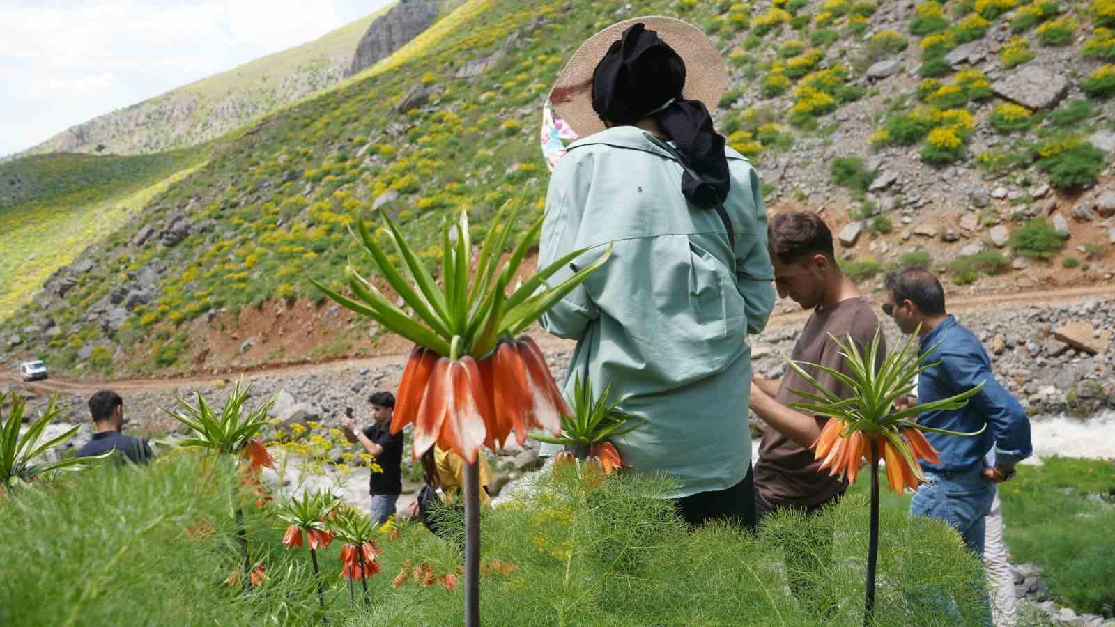 sirnak-in-sakli-cennetinde-ters-laleler-mest-etti