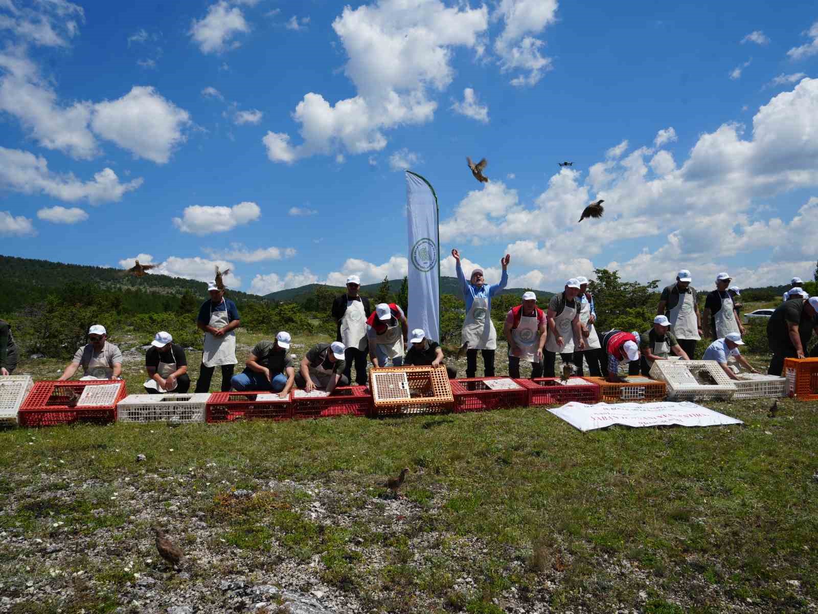 kastamonu-da-dogaya-bin-200-kinali-keklik-salindi