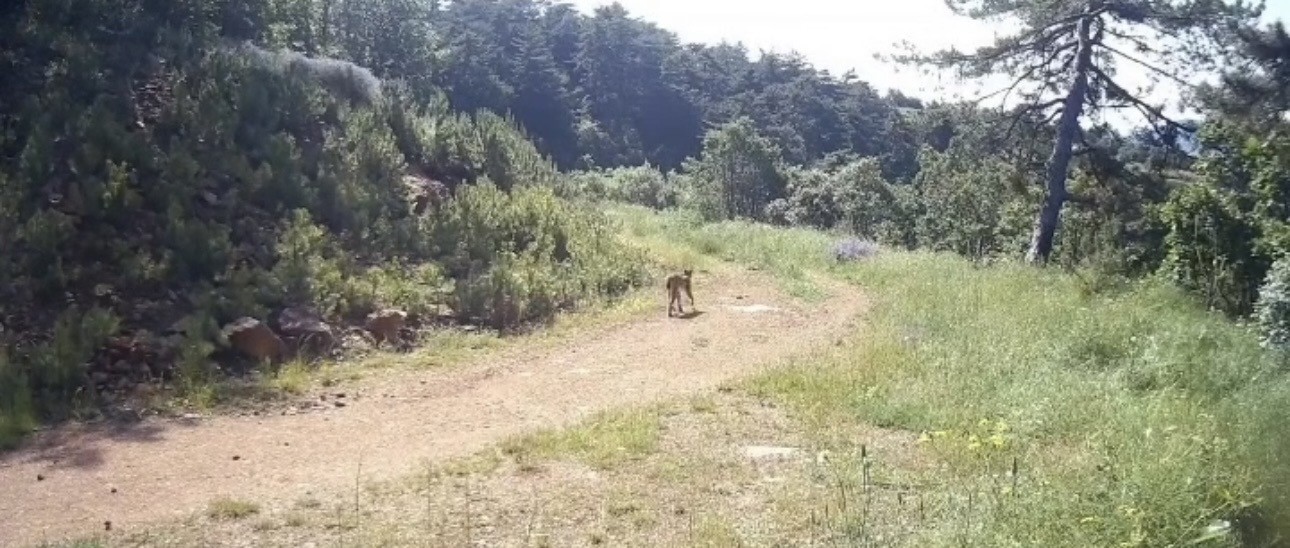 ormanin-hayaleti-vasak-cankiri-da-goruntulendi