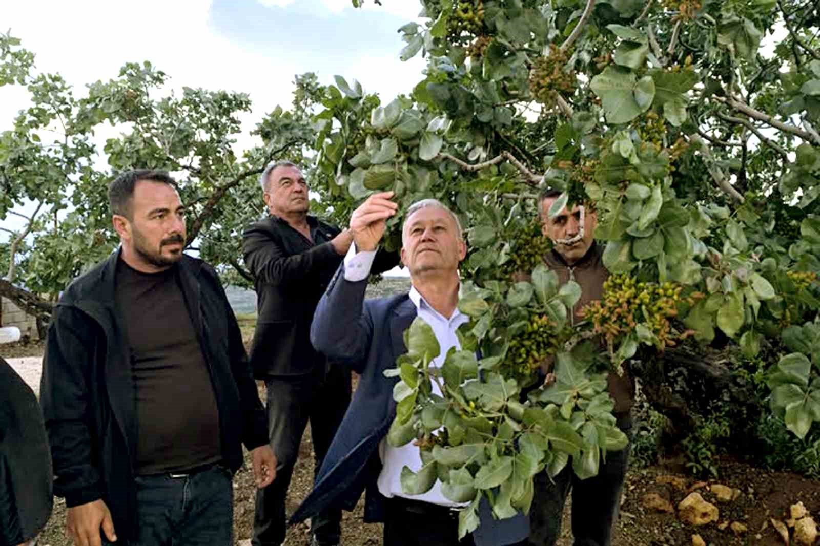 altun-dolu-yagislarinin-ardindan-fistik-bahcelerini-gezdi