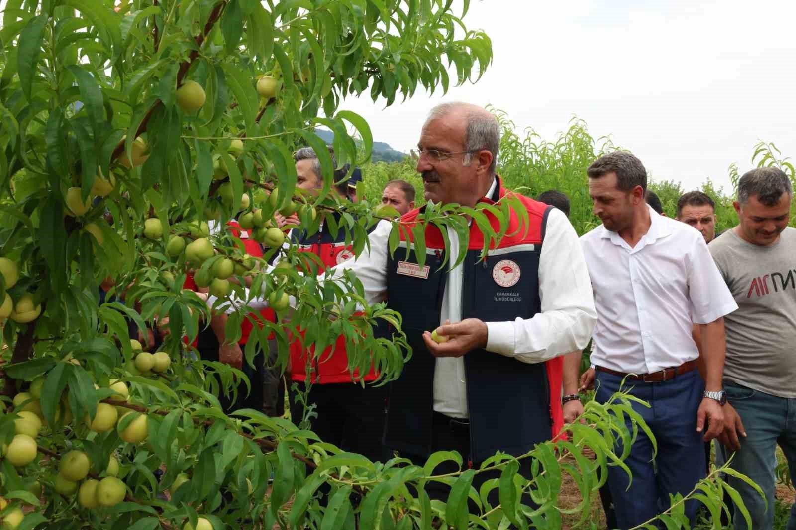 canakkale-de-cografi-tescilli-bayramic-beyazinin-hasadi-basladi