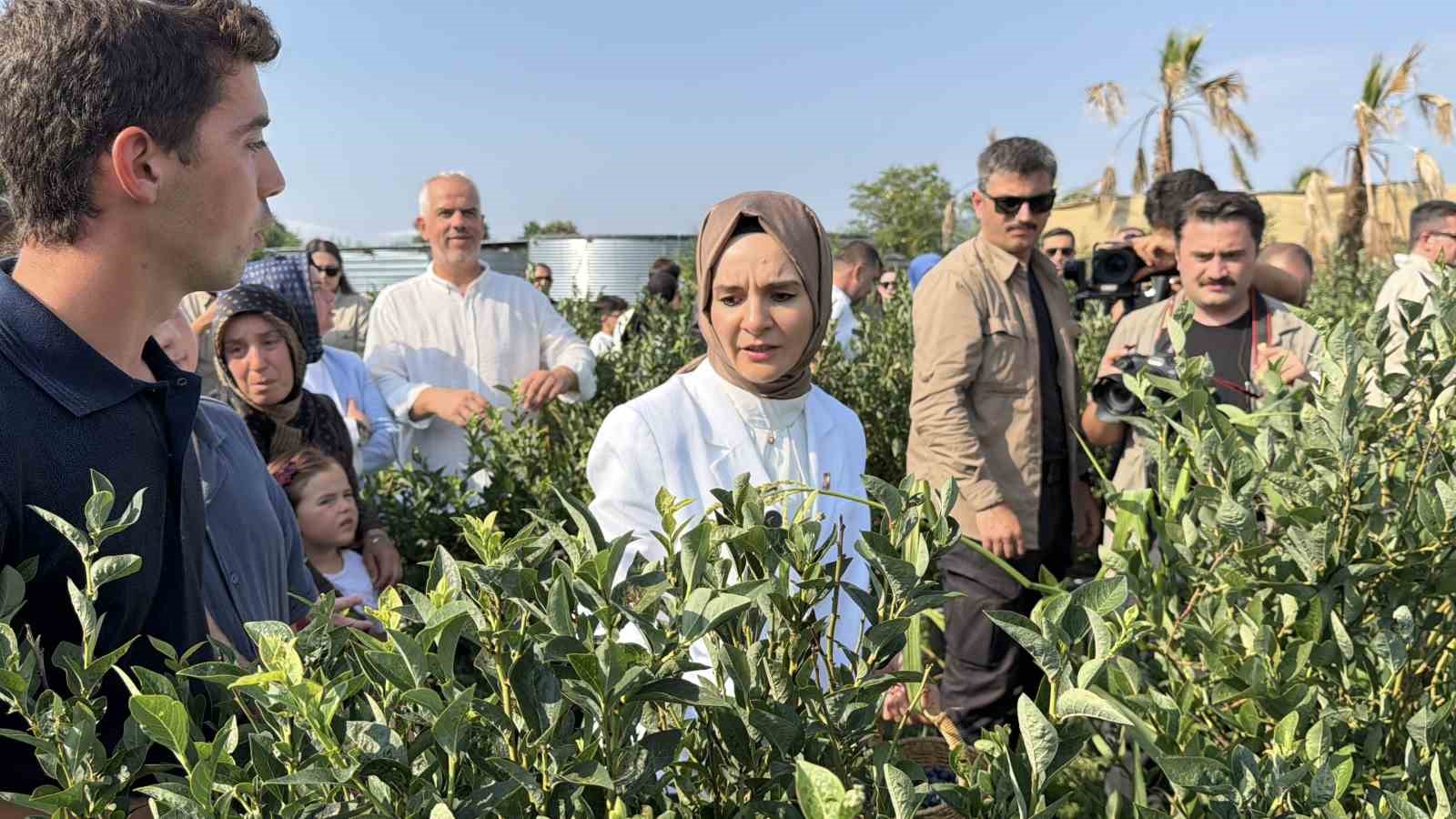 bakan-goktas-duzce-de-yaban-mersini-topladi