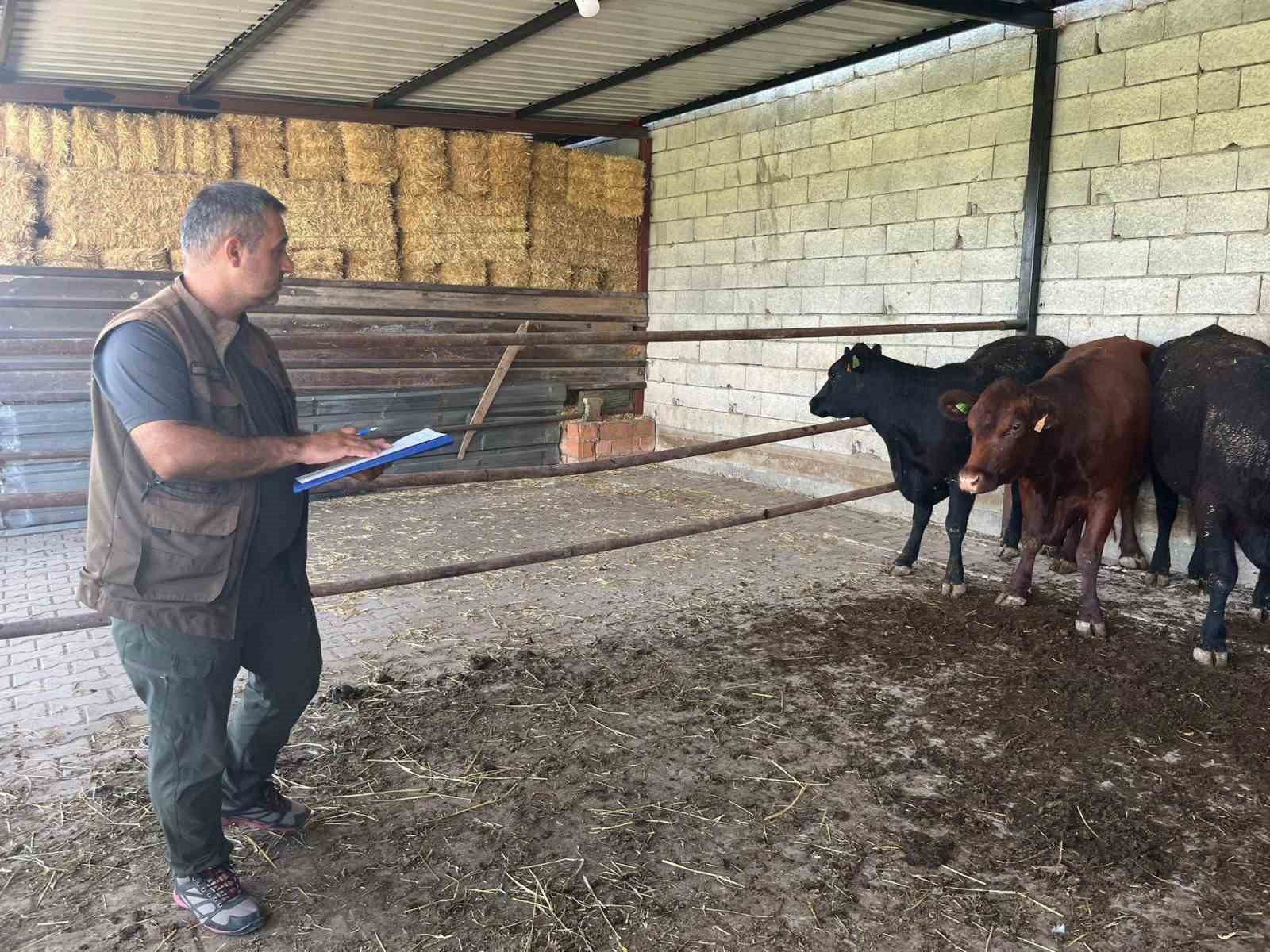afyonkarahisar-da-kirsalda-bereket-buyukbasa-destek-projesi-suruyor