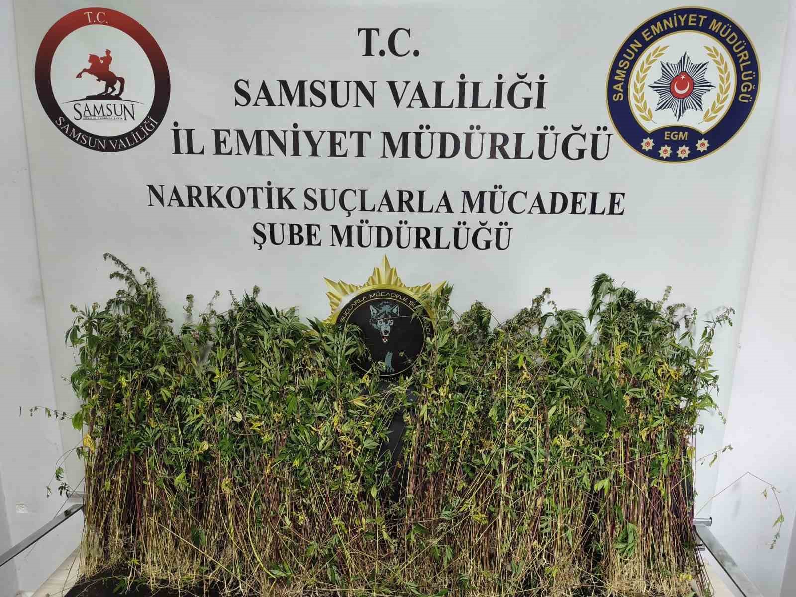 bafra-da-bin-655-kok-kenevir-ele-gecirildi