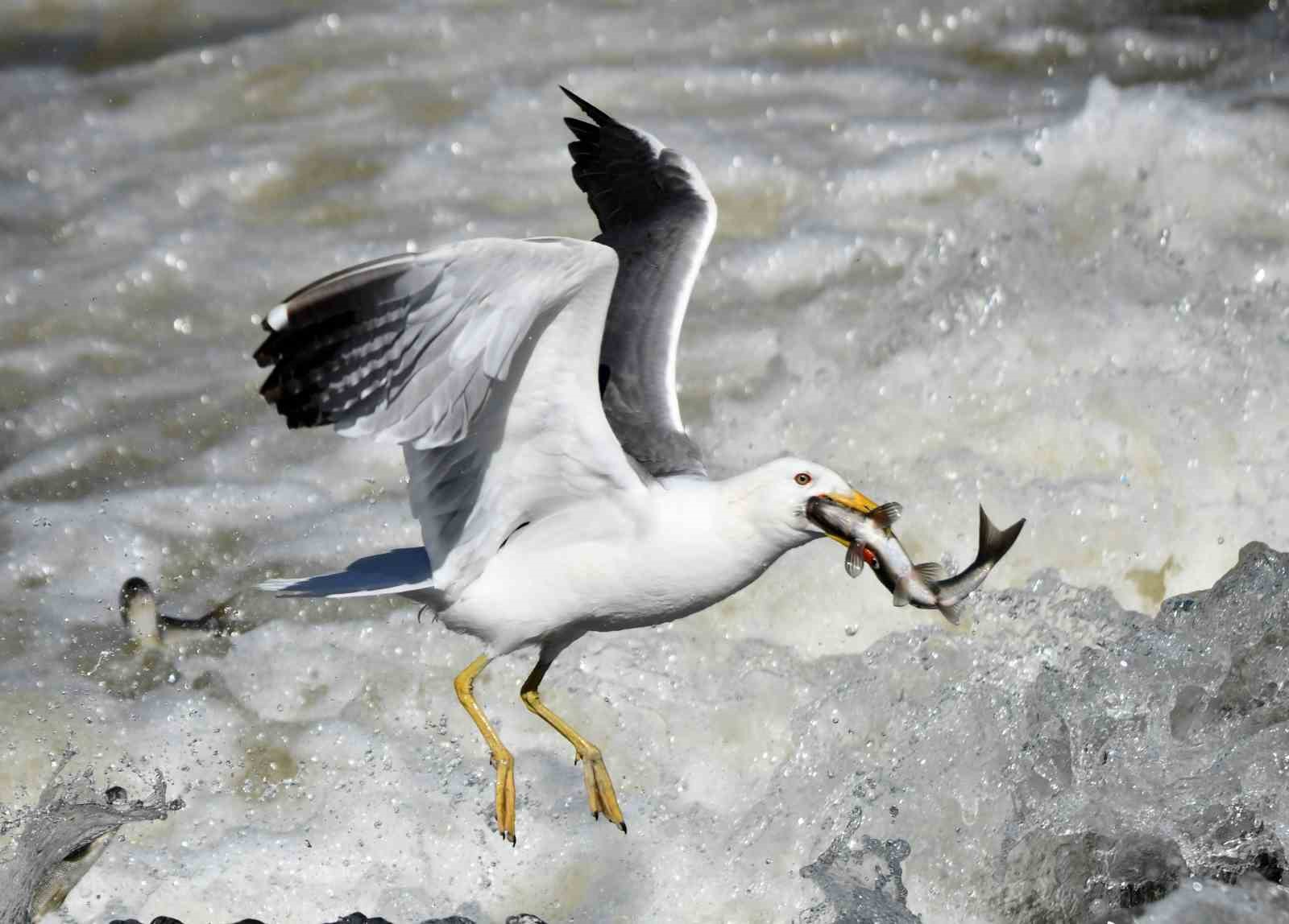 martilarin-inci-kefali-avi-agir-cekimde-goruntulendi