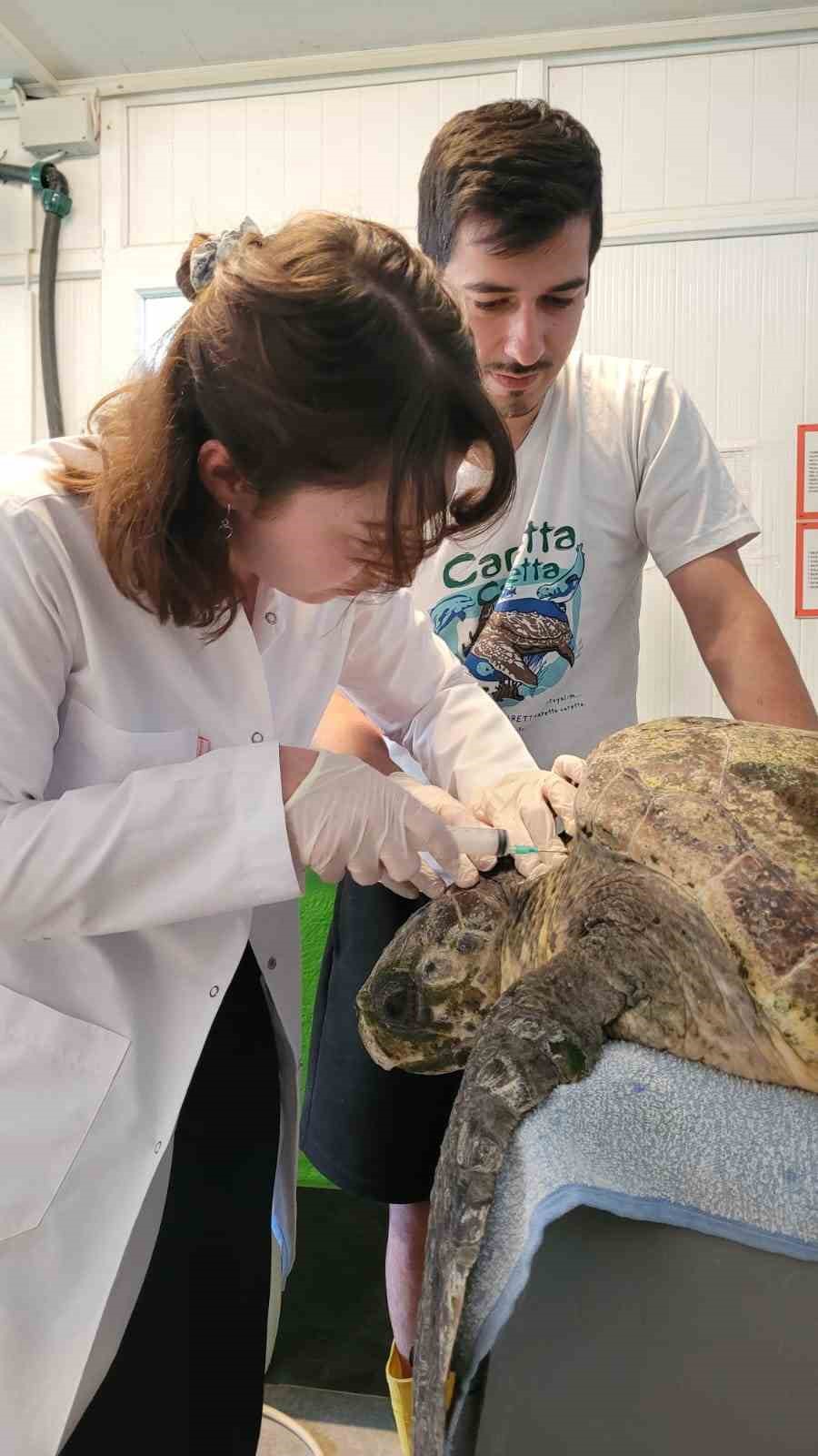 yarali-caretta-carettanin-tedavisine-baslandi