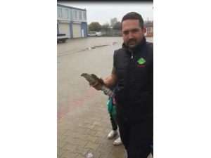 Uçarken Cama Çarpan Yavru Şahine Vatandaş Şefkati