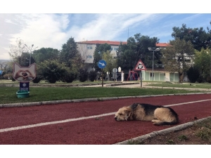 Can Dostlar İçin Otomatik Su Kabı