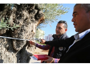 6 Metre Çapındaki Bin 500 Yıllık Zeytin Ağacı Görenlerin İlgi Odağı Oluyor