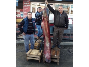 Hirfanlı Barajı’nda 60 Kiloluk Yayın Balığı Yakalandı