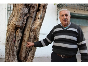 Dut Ve İncir Ağacının 20 Yıllık Aşkı