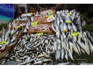 Palamut Zam Şampiyonu