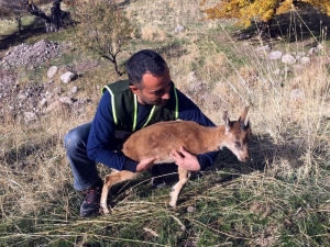 Yavru Dağ Keçisi, Doğal Ortamına Bırakıldı