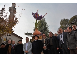 Safranbolu’da Safran Bitkisi Heykeli Açıldı