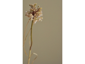 İstanbul’da Yeni Bir Endemik Bitki Türü Keşfedildi