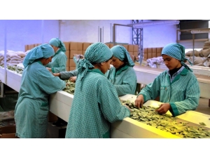 Doğanın Armağanı 128 Milyon Dolarlık İhracat