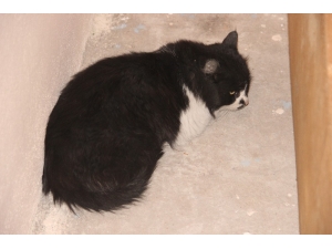 İplik Kediyi Ayağından Etti