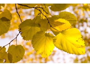 Belemedik Sonbaharda Bir Başka Güzel