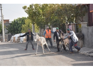 Dargeçit’te Başı Boş Hayvanlar Sokaklardan Toplandı