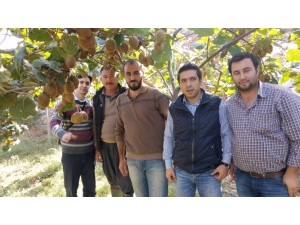Erdemli’de Çiftçilere Kivi Yetiştiriciliği Eğitimi Verildi