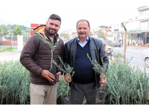 Fethiye’de Üreticilere Zeytin Fidanı Desteği