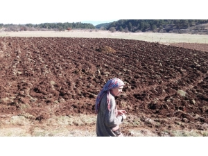 Karabük’te Lavanta Denemesi