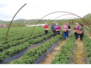 Ordu’da Çilek Üretimi Canlandı
