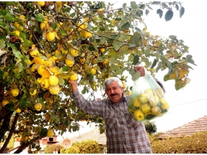 Sarıgöl’de Ayva Bereketi