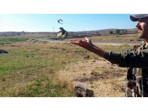 Avcılar, Suriyelilerin Yakaladığı Saka Kuşunu Doğaya Bıraktı