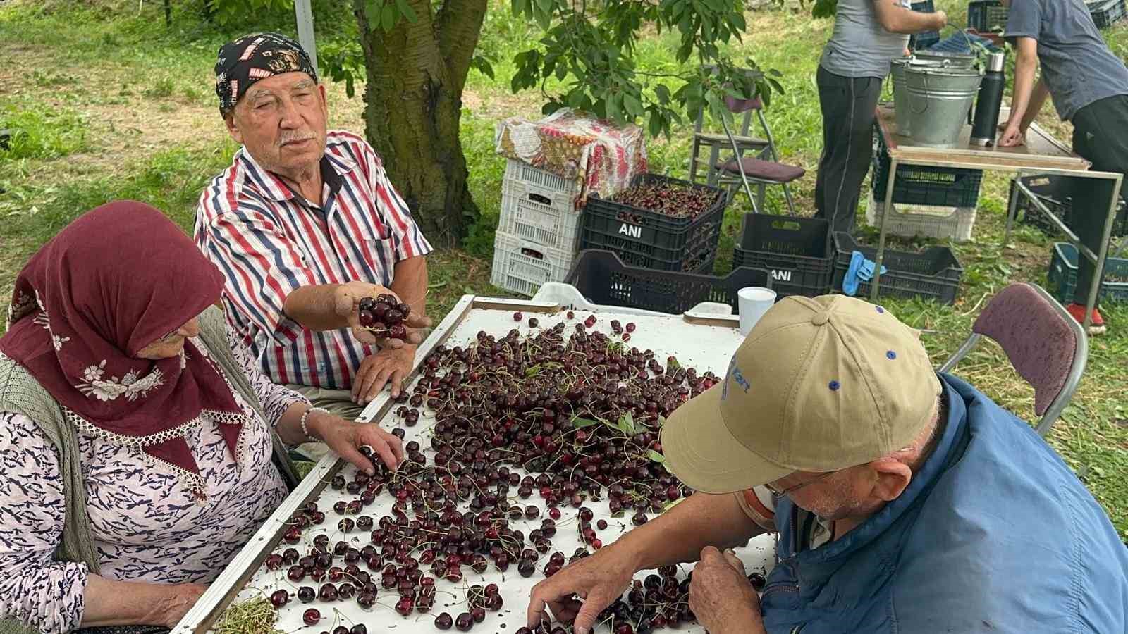 cografi-isaretli-aksehir-ve-sultandagi-kirazlarinda-tarihi-rekor-kirildi