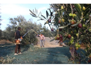 Zeytinin Taneden Yağa Uzanan Yolculuğu