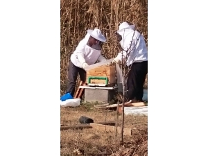 Kent Bostanları’nda Çiçek Balı Üretildi