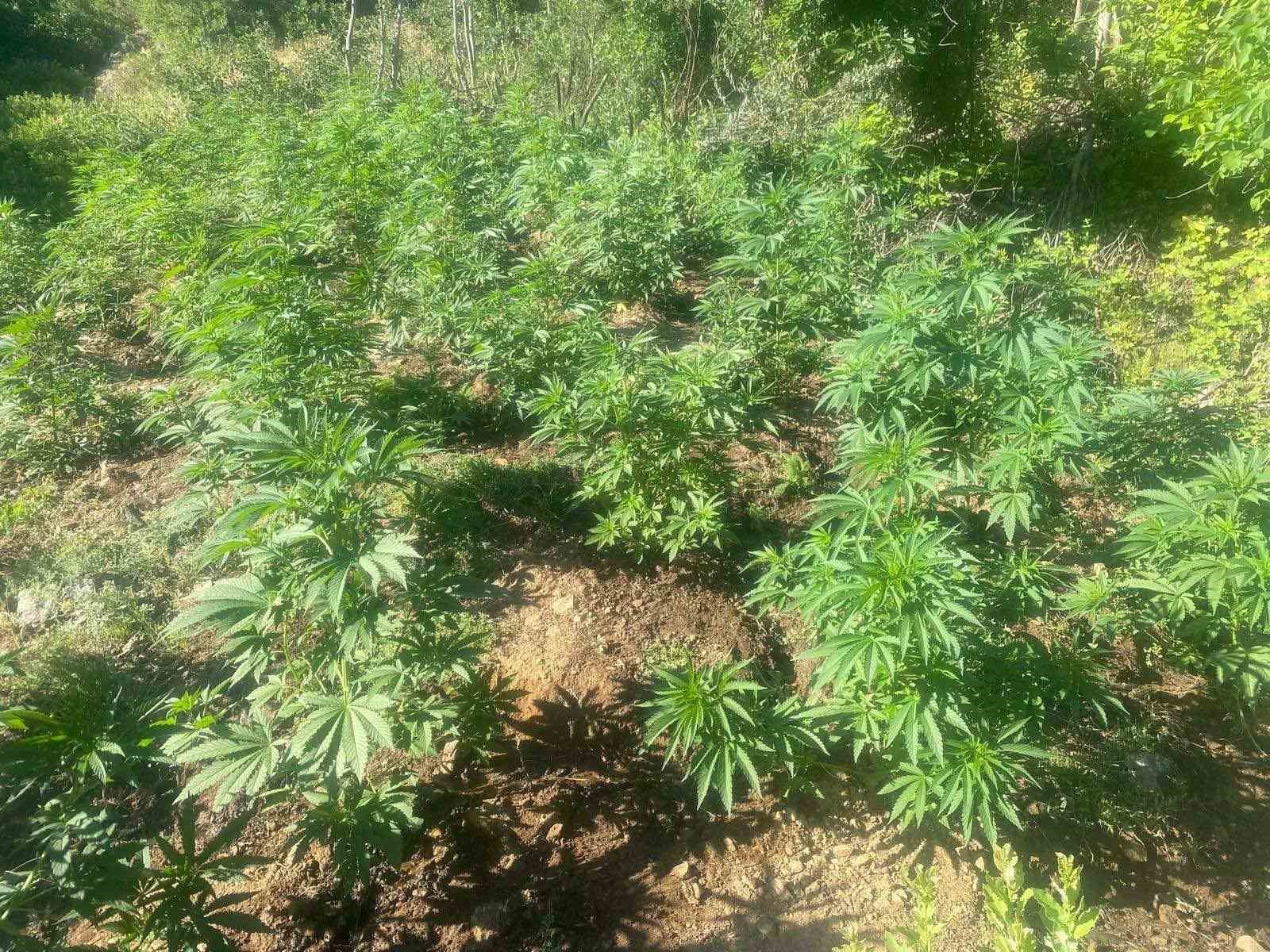 bingol-de-42-bin-kok-kenevir-bitkisi-ele-gecirildi