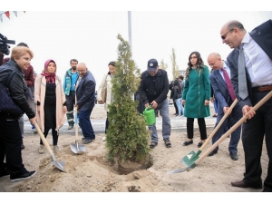 Kocasinan, Bu Sefer Diyabet Farkındalığı İçin Ağaç Dikti