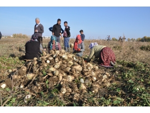 Sağanak Yağış Çiftçinin İşini Zorlaştırdı