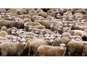 Genç Çiftçilere Koyun Dağıtıldı