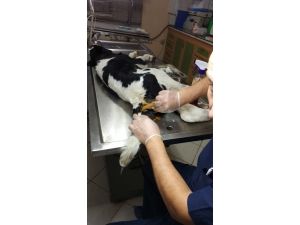 Sakarya’da Buzağıya Ameliyat İle Yapay Makat Yapıldı