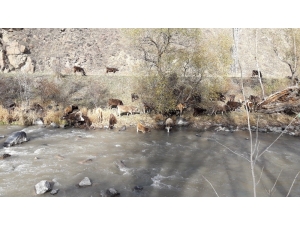 Kars’ta Sıcak Hava En Çok Hayvancılıkla Uğraşanlara Yaradı