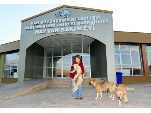 İşkence Edilen Köpeği İzmirli İş Kadını Sahiplendi