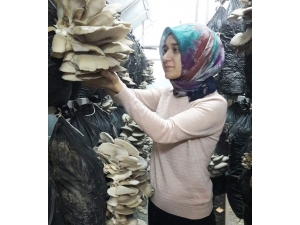 Devlet Desteğiyle Kurduğu Serada ’İstiridye Mantarı’ Yetiştiriyor