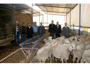 Eski Hükümlüler Koyun Besleyecek