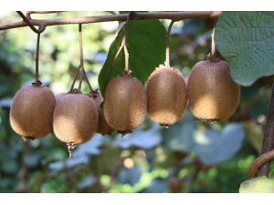 Rize’de Kivi Hasadı Başladı