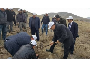 İkipınar’da 68 Bin Fidan Toprakla Buluştu