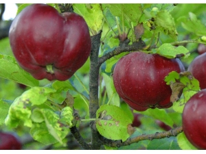 İçi Dışı Kırmızı Posof Elmasına Coğrafi İşaret Tescili